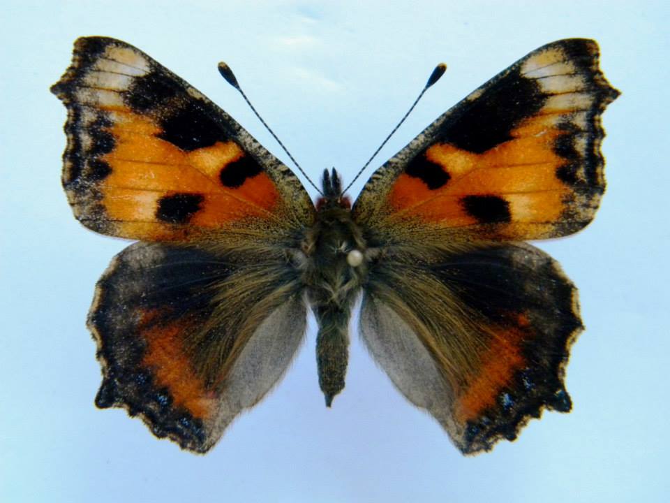 Aglais urticae (cold shock abb 4) (Internet Image property of respective owner, non-commercial use only)